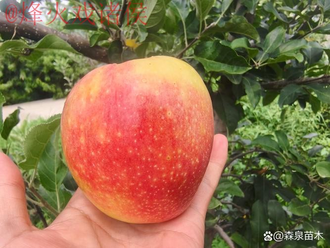 世界杯外围苹果热门 世界杯外围苹果热门